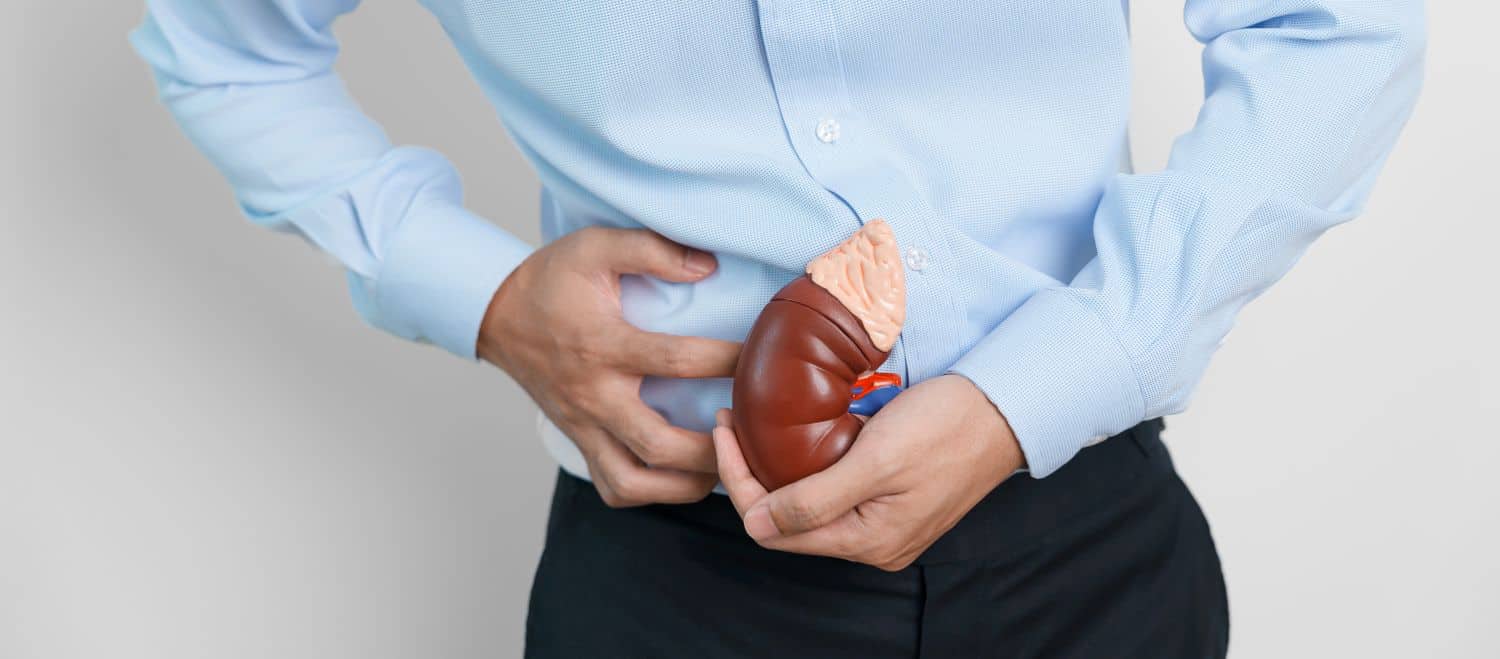 Modelo anatômico de rim nas mãos de um homem simboliza os cuidados com a saúde renal e a importância do diagnóstico precoce.